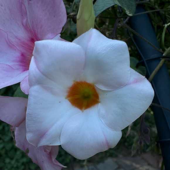 Thank you for shopping - Picture 3 of 5